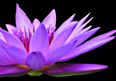 water lily 1592793 1920 copie 400x280